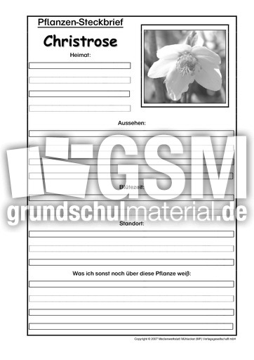 Pflanzensteckbrief-Christrose-SW.pdf